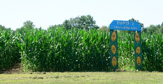 Liberty Ridge Farm New York Corn Maze
