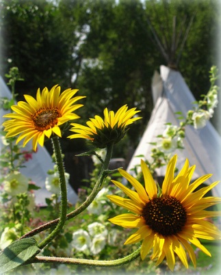 Snow Mansion Teepees and Sunflowers Family Camping near Taos, New Mexico 
