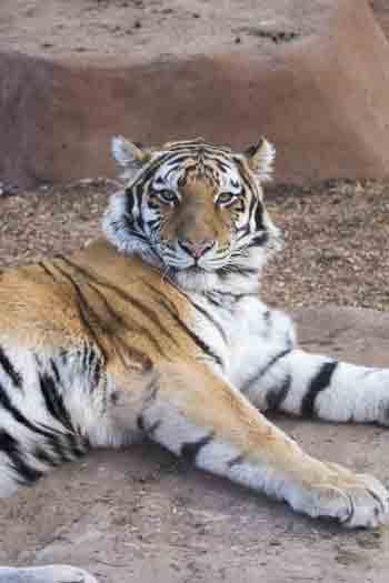 Amur tiger Denver Zoo at the Edge