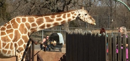 Giraffe Encounter at Oklahoma City Zoo