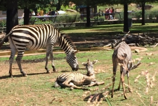 Observing Zebras at Como park Zoo in St. Paul, Minnesota