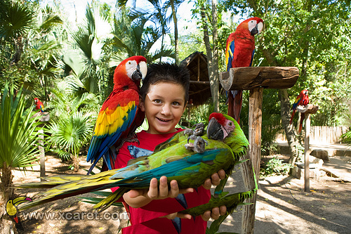 Xcaret Eco Adventure Parks with Toucans and parrots