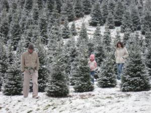 Boyd's Christmas Tree Farm & Cabins North Carolina