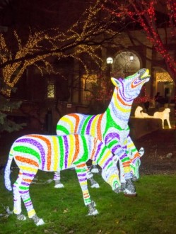 Holiday Zebora Lights at Lincoln Park Zoo in Chicago