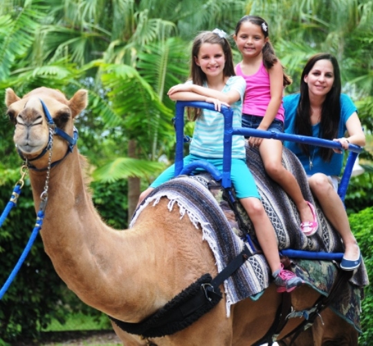 Zoo Miami Camel Rides for Kids