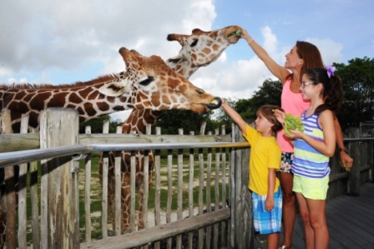 Zoo Miami Giraffe Feeding Family Fun