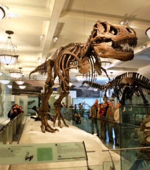 Dinosaur Hall American Museum of Natural History NYC