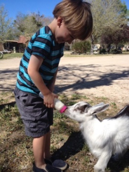 Camatta Ranch Goat Encounter in California