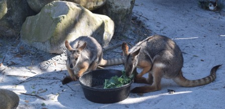 Kangaroos at Lowry Park Zoo in Tampa