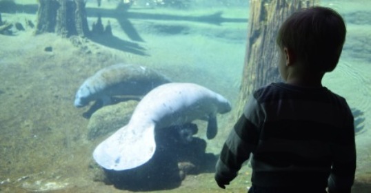 Manatee Watching at Lowry Park Zoo