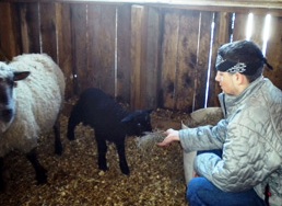 Secret Family Vacation Place - Lamb Feeding at Maple House B&b in Massachusetts