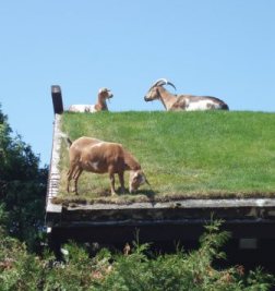 Door County Secret Family Vacation Place with Goats on the Roof. 