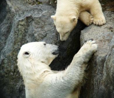 Zoo Sauvage Quebec Polar Bears