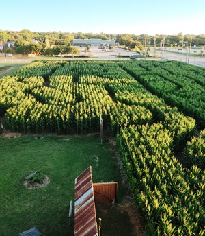 Halls Farm Corn Maze Grapevine Texas