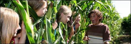 Cool Patch corn Maze Kid Fun near Dixon California