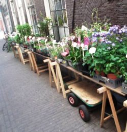 Amsterdam Street Flowers The Family Files 