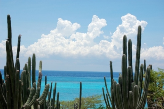 Aruba Cactus and Caribbean Sea