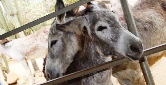 Aruba Donkey Refuges Residents Awaiting Visitors