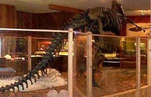Brazosport Museum Allosaurus on Display